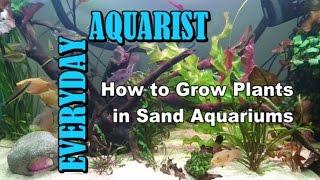 How to Grow Plants in Sand Aquariums