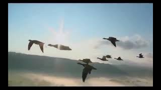 BIRDS by Daphne du Maurier