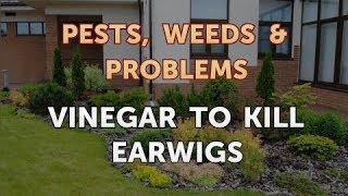 Vinegar to Kill Earwigs