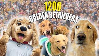 Largest Golden Retriever Meetup in the WORLD! Goldiepalooza!