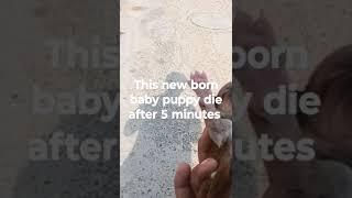 this New born baby puppy die after 5 of this video #viral #trending #shorts