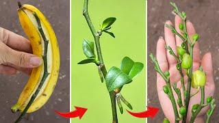 Use a banana as a rootless orchid branch that germinates and blooms throughout the four seasons