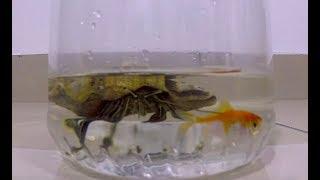 【SSTV】 Feeding Time | Hermitcrab | Live Fish *Warning* Cruelty Screen*