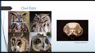 Owl Webinar Series - Part One: All About Owls