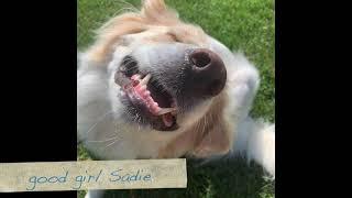 1 year Old  Great Pyrenees Mix  "Sadie" - Off Leash K9 Training Lexington