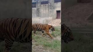 Ludhiana Zoo Tiger Sagari   #ludhiana #tiger #zoo