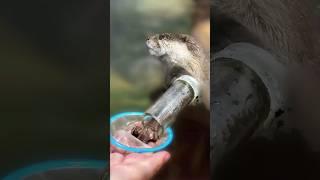 Feeding otters like a pro 