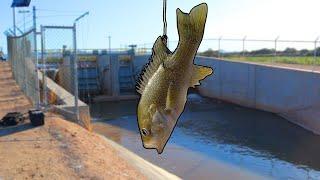 What Fish Are Hiding In This Desert Spillway?