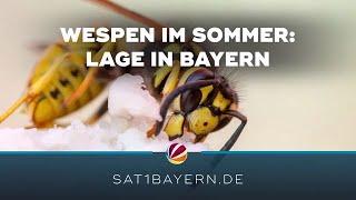 Wespen-Ärger in Bayern: Wie ist die aktuelle Lage?