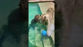 Jaguar & Lion Swimming! AMAZING