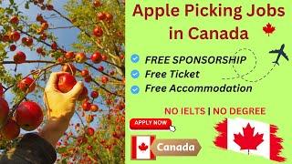 Apple Picking Jobs In Canada | Fruit Picking Jobs | Canadian Work Visa