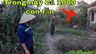 Cuộc Gọi Khẩn Cấp Của Người Dân Phát Hiện Ổ Rắn Hổ Mang Khổng Lồ Trú Ẩn Trong Nhà Hoang