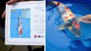 From Tosai to Sansai | Dainichi Koi Farm | What to Look For?