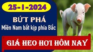 Giá heo hơi hôm nay 25/1/2024 – Tăng sốc ở các tỉnh phía Nam