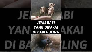 JENIS BABI YANG DIPAKAI DI BABI GULING