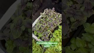Поливаем базилик дома. #микрозелень #microgreens