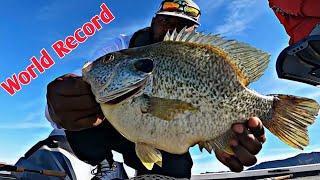 Fishing For The WORLDS BIGGEST Sunfish (Redear Shellcracker Fishing)