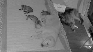 What Do My Dogs And Kittens Do While I Sleep