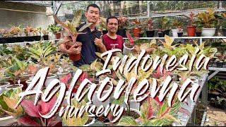 Indonesia COLORFUL Aglaonema Nursery Tour - CARE TIPS And Expert Propagation Demo!