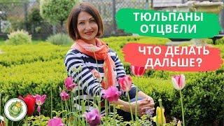 Как ухаживать за луковичными после цветения//Тюльпаны, нарциссы, крокусы, гиацинты, мускари