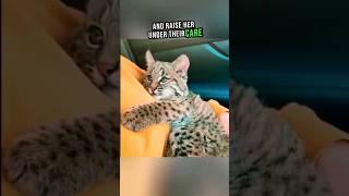 Lost Baby Bobcat Finds Love and Home ️ #shorts #cat #rescue