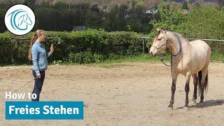 Freies Stehen - Praktische Lektion erarbeiten