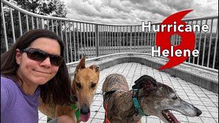 Evacuating a Hurricane with My Greyhounds