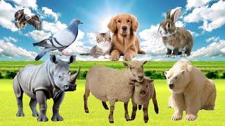 Wild Animal Sound - Rhinos, Sheep, Polar Bears, Dogs, Cats, Birds,