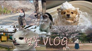 [VLOG] 임신 30주 임산부 먹방 신혼부부 힐링 데이트 일상 브이로그(벚꽃 구경 명소) 테슬라 모델y주니퍼 주문 오픈런..