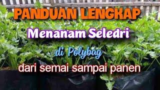 CARA DAN PANDUAN LENGKAP MENANAM SELEDRI DI POLYBAG DARI SEMAI SAMPAI PANEN