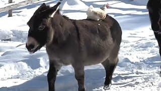 Donkey's heartwarming response to bullied chicken