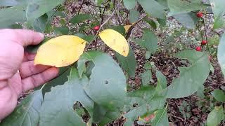 Capital Naturalist: American Spicebush