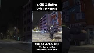 실시간 화이트 크리스마스에 신나서 미친 개마냥 왕왕 Real time Korean White Christmas  #크리스마스 #whitechristmas #felixnavidad