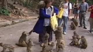 Bisnis Monyet Berbahaya di China