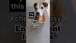 Pawsome DIY Doggy Enrichment: Treat-Filled Box Adventure! #dog