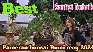 Bonsai Santigi pendatang Baru juara/Bonsai Petarung Di grebeg suro ponorogo