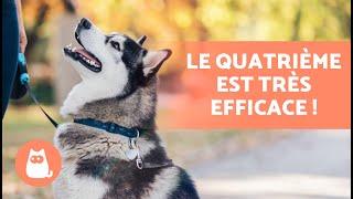 Comment faire pour que mon chien IGNORE les autres CHIENS  (4 conseils)