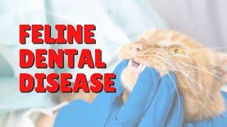 Cat With Mouth Pain? | Two Crazy Cat Ladies