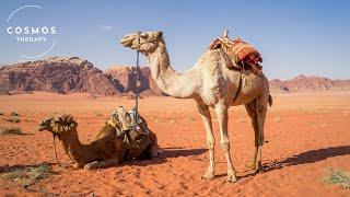 World of Camels | A Short Documentary | Wildlife | Animals Documentary