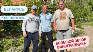 Часть 1/3 В гостях виноградари из Гомеля. Большой обзор виноградника на 4 сентября 2023. Беларусь