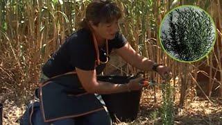 Cuidados y curiosidades del romero. Aprende a cuidar esta planta aromática perfecta para cocinar