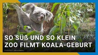 Spektakuläre Aufnahmen aus dem Stuttgarter Zoo. Hier kommt ein Koala zur Welt.