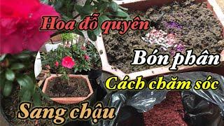 Chăm sóc cây hoa đỗ quyên ra hoa Tết rước tiền và may mắn vào nhà