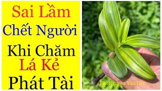 Những Điều Cần Biết Khi Chăm Phi Điệp Lá Kẻ Phát Tài | Ninh Hoa Lan