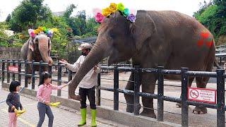 Kasih Makan Gajah dan Naik Kuda di Kebun Binatang