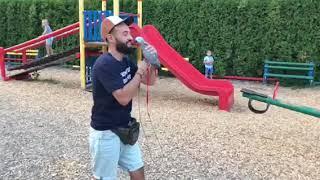 Young African Grey parrot learning to fly with the Aviator Harness