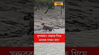 সুন্দরবনে পর্যটকদের চোখের সামনে রয়্যাল বেঙ্গল টাইগার । Sundarban । Royal Bengal Tiger