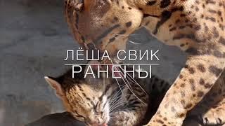 Леша Свик ранены