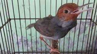 Suara Prenjak Tamu Jantan Gacor - Pancingan Ampuh Bikin Burung Prenjak & CIBLEK Bahan Cepat Bunyi