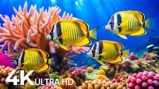 DREAM AQUARIUM 4K - Marvel at Sea Animal in The Best Aquarium - Fish Tank Sounds for Sleep, Study #5